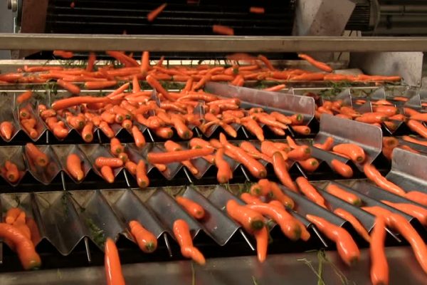 Milo-FAIS_Food processing_carrots 5